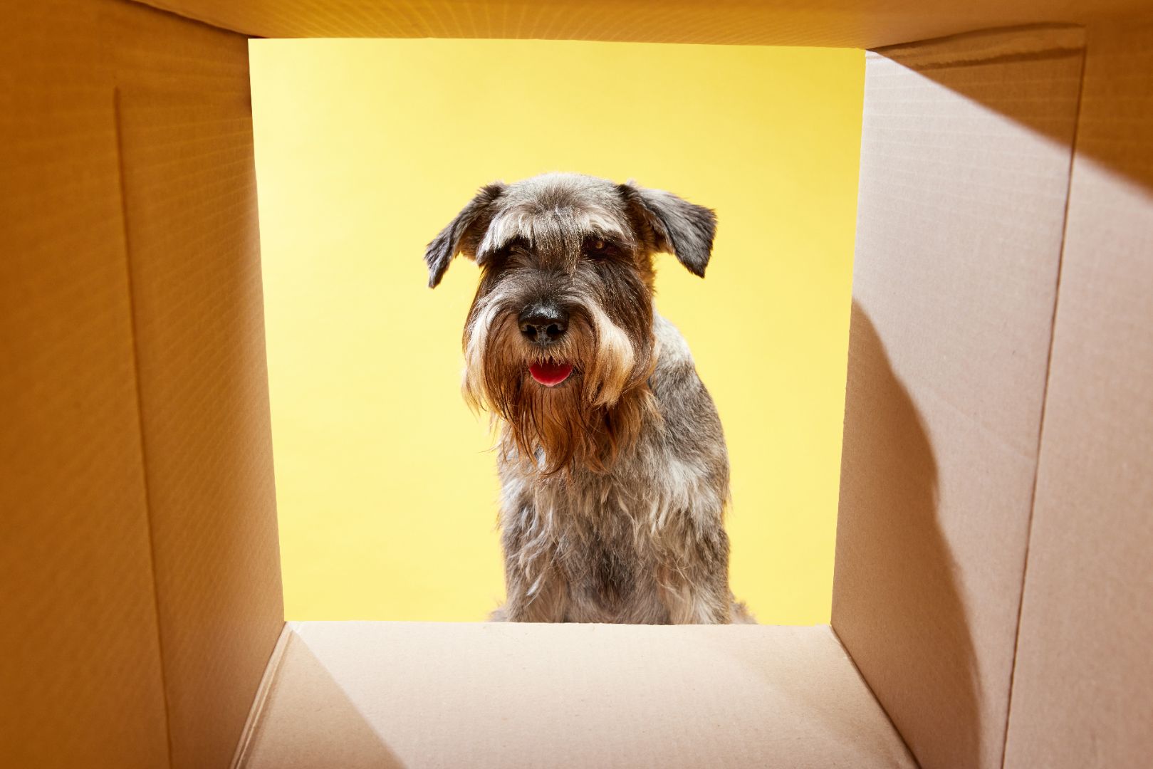 How Raw Dog Food Delivery Works