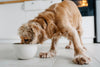 Rawgeous Pet Food Delivery: Frequently Asked Questions