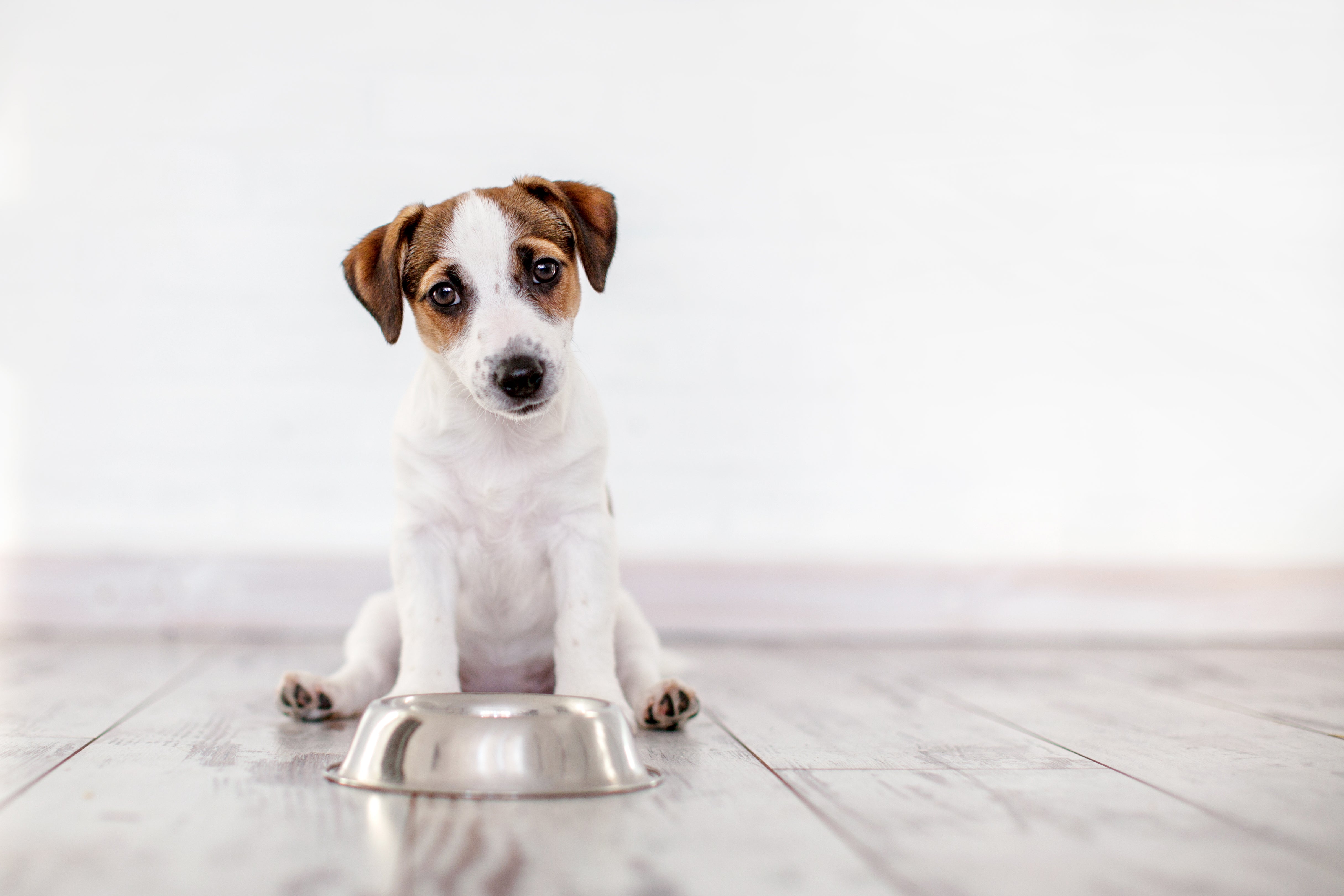 Raw Dog Food for Puppies: Nature’s Growth Boost