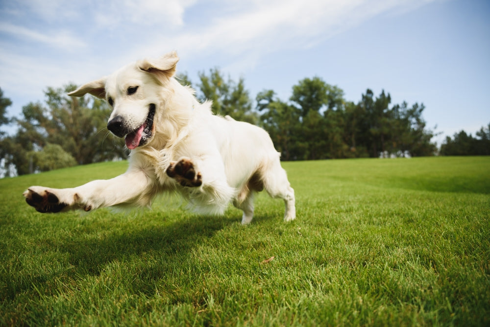 Raw dog food subscription