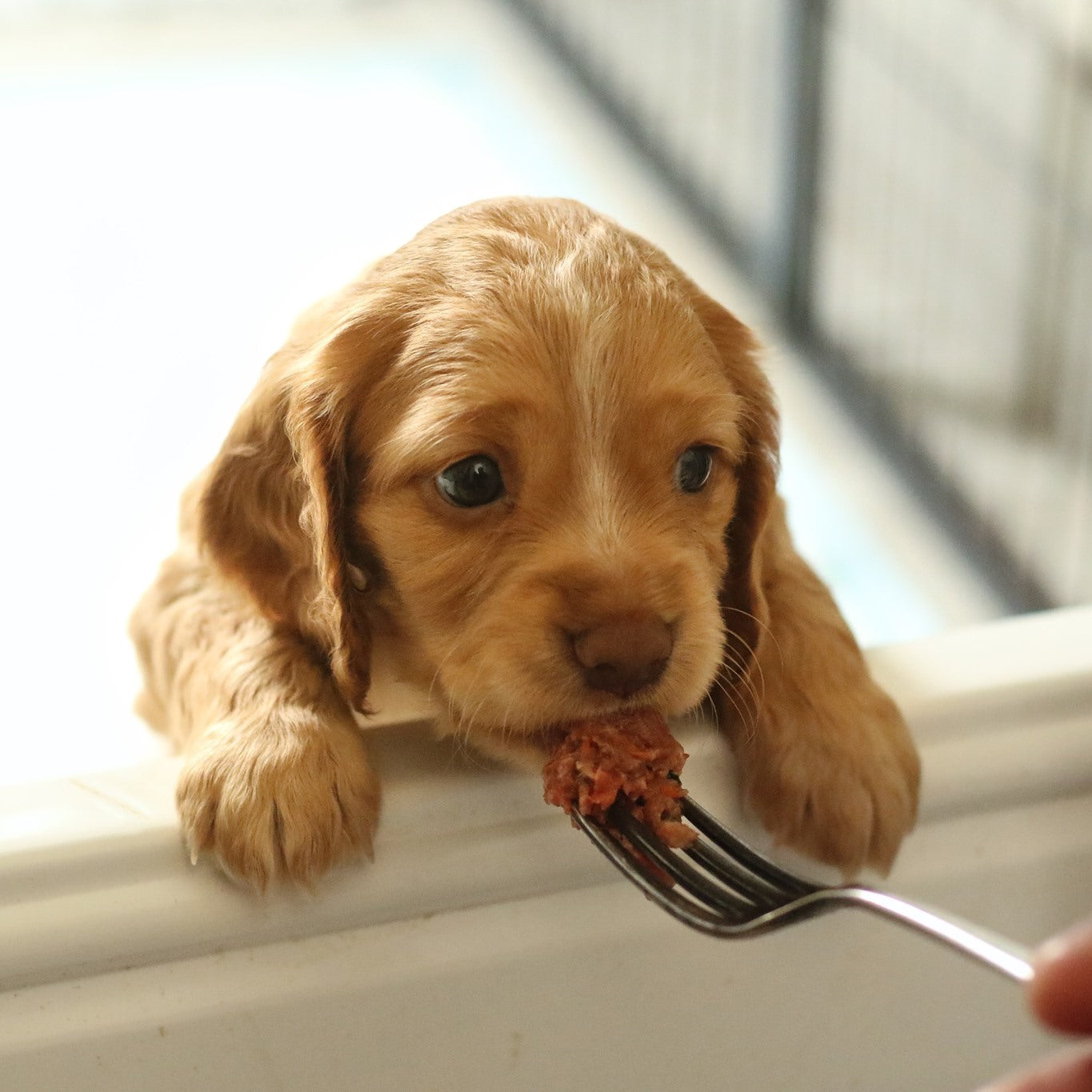 What to feed outlet puppies at 12 weeks